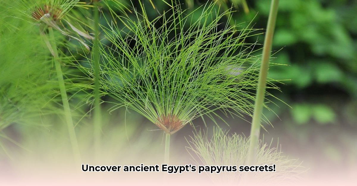 waarvan-wordt-papyrus-gemaakt